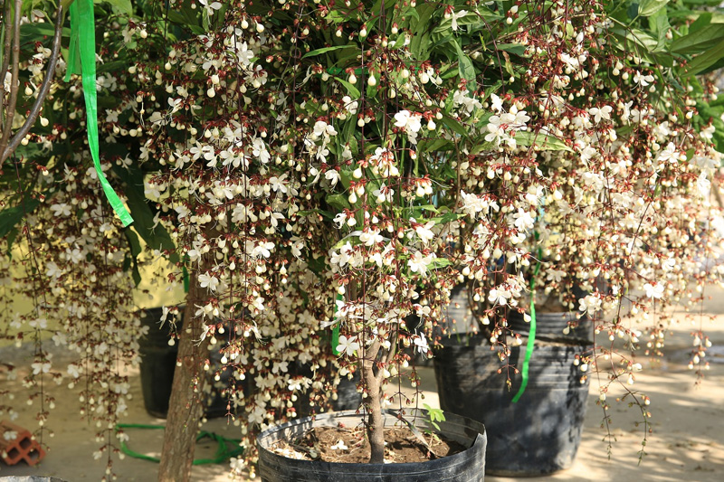 Dạ ngọc minh châu là giống cây cảnh rất được ưa chuộng hiện nay