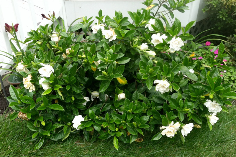 Cây dành dành (Gardenia) mọc thành bụi