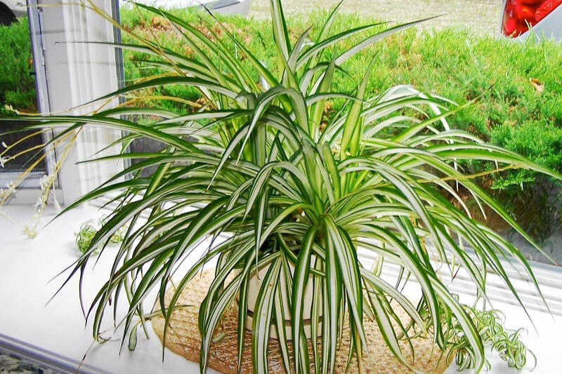 Cây dây nhện tượng trưng cho sự bền bỉ, mạnh mẽ