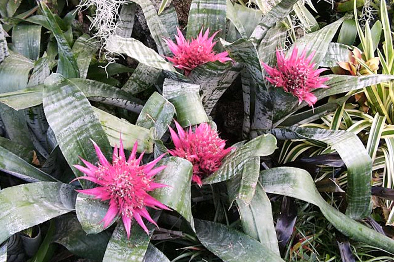 Cây Dứa cảnh gai hồng độc đáo