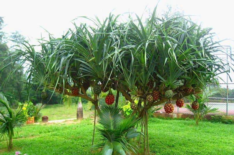 Dứa cảnh dại có thân và lá tương đối dài