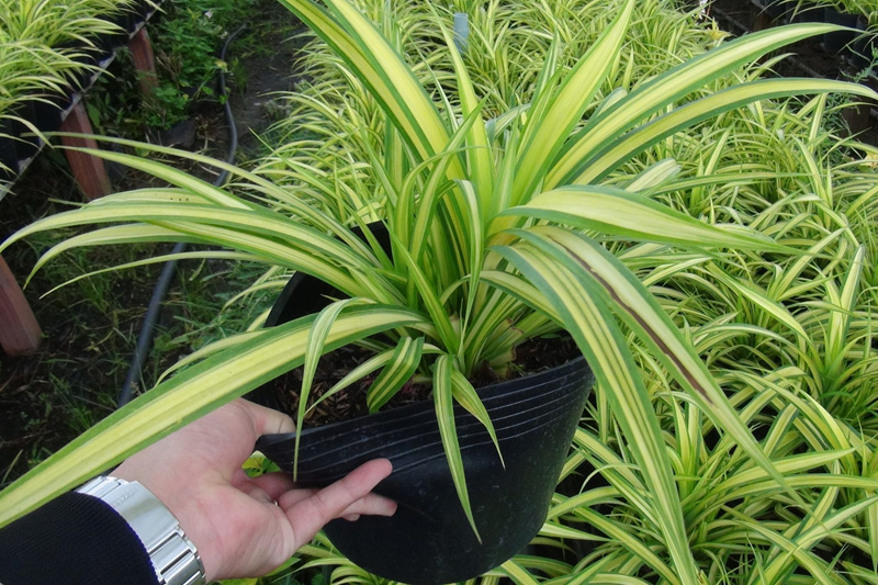 Cây dứa vạn phát, dứa sọc vàng