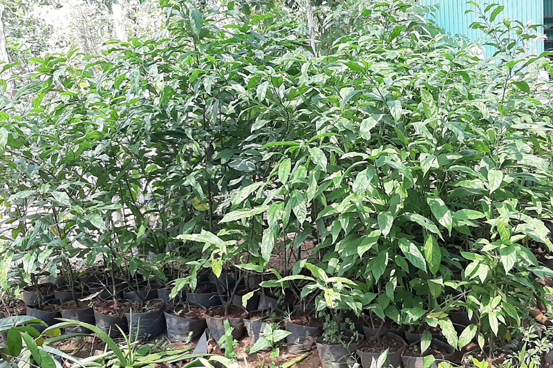 Mua cây giống Dạ ngọc minh châu tại các vườn ươm, cửa hàng cây cảnh 