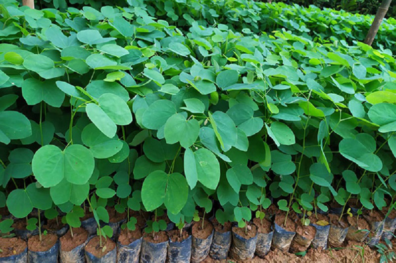 Cây giống hoa ban chất lượng, đảm bảo phát triển tốt