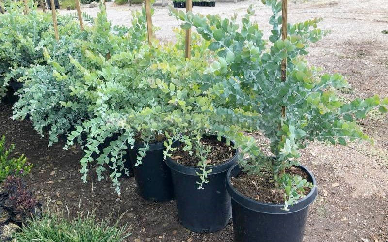 Cây giống hoa Mimosa tại vườn ươm