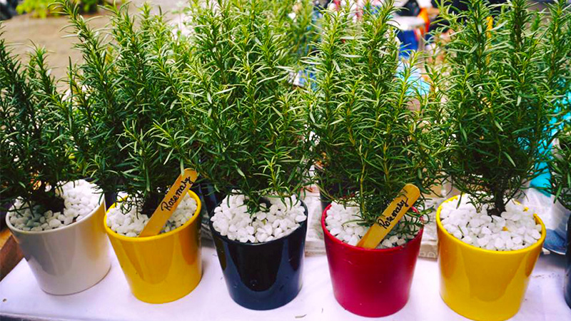 Mua hương thảo tại vườn ươm để lựa chọn chậu cây phù hợp nhất 