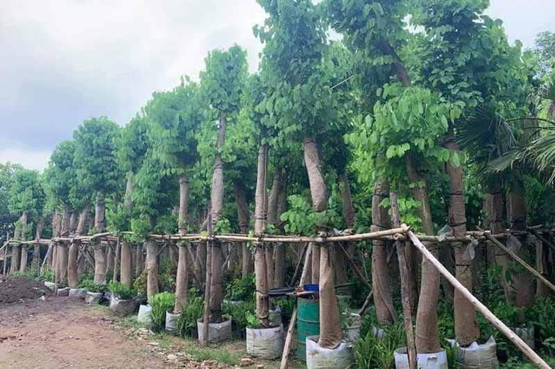 Cây giống hoa ban công trình