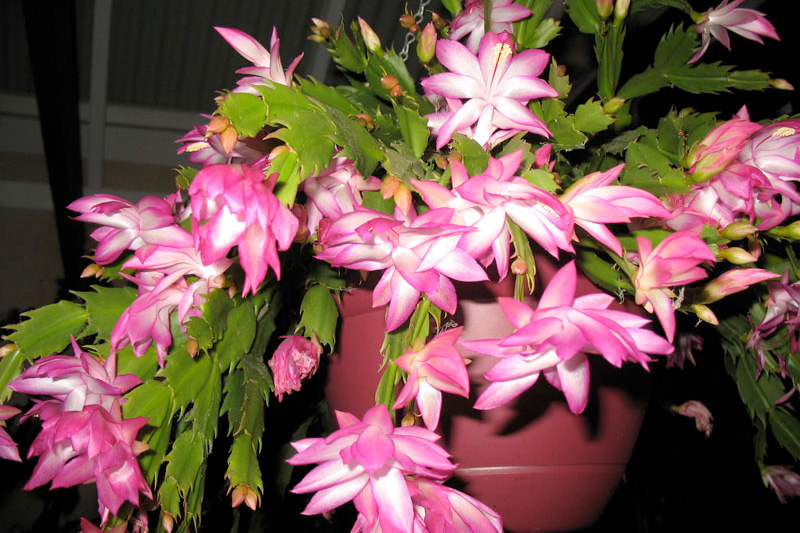 Lan càng cua là biểu tượng của tình yêu son sắc