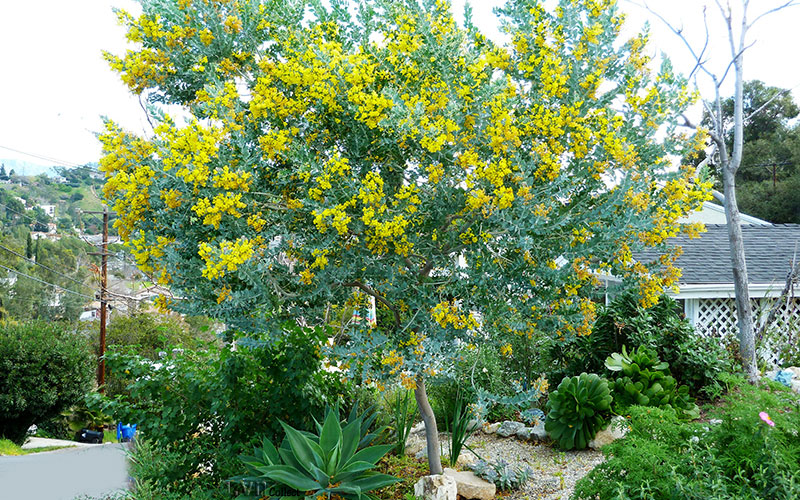 Cây mimosa có tên khoa học Acacia Podalyriaefolia
