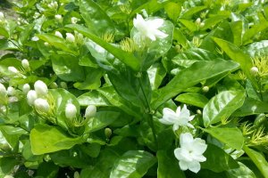 Cây hoa Nhài (hoa Lài - Jasmine) mang vẻ đẹp của hương thơm thuần khiết