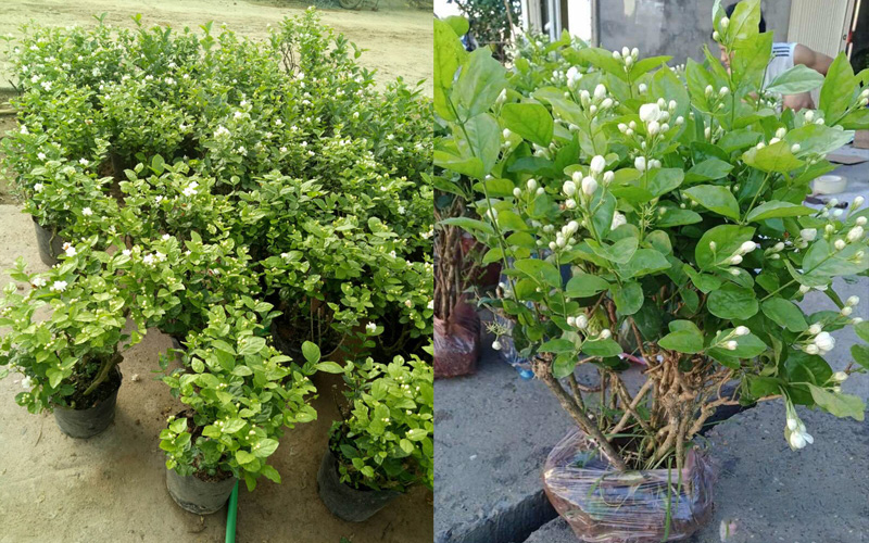 Cây hoa nhài giống chất lượng