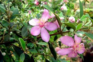 Cây Sim: Phân loại, công dụng, ý nghĩa, cách trồng và chăm sóc