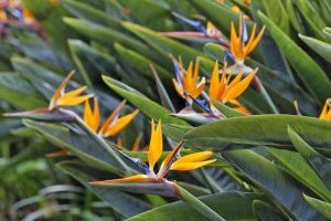 Cây hoa Thiên điểu (chuối Mỏ két): Đặc điểm, ý nghĩa, cách trồng và chăm sóc chi tiết