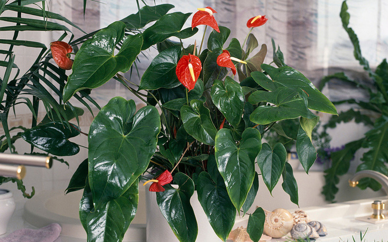 Cây Lan ý đỏ hay còn được gọi là cây Hồng môn