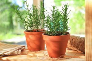 Cây Hương thảo Rosemary - Sương mai của Biển cả