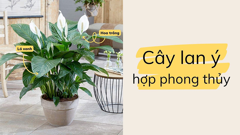 Lan ý hợp phong thủy với người mệnh Kim, Mộc, Thủy