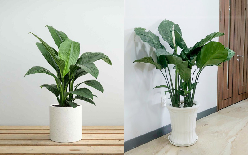 Cây lan Ý Mỹ còn được gọi là cây Bạch môn