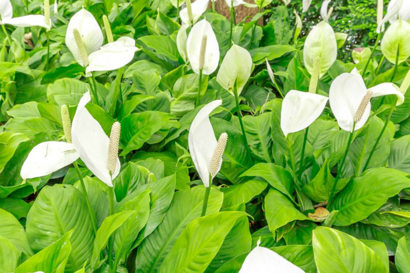 Lan ý có tác dụng thanh lọc không khí rất tốt