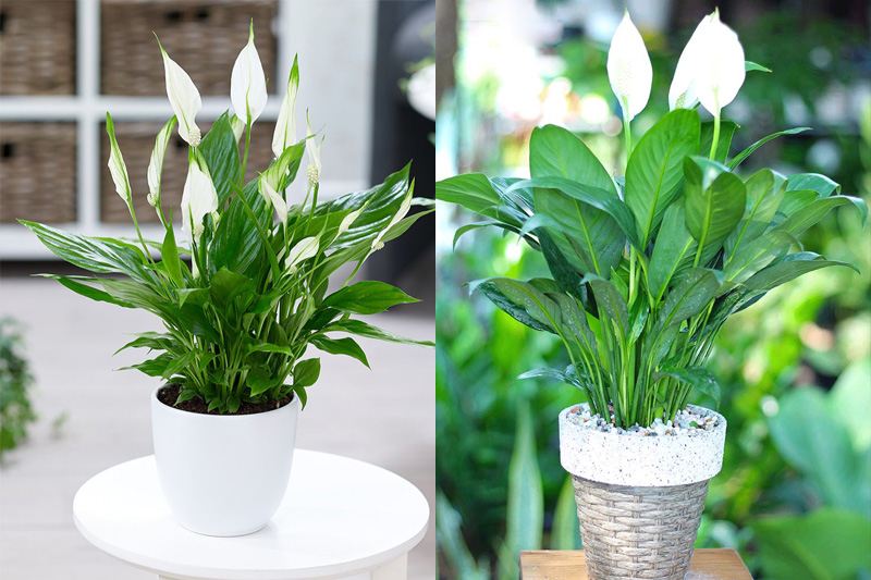 Cây Lan ý Thái có phần lá hơi nhọn và có hình ô van