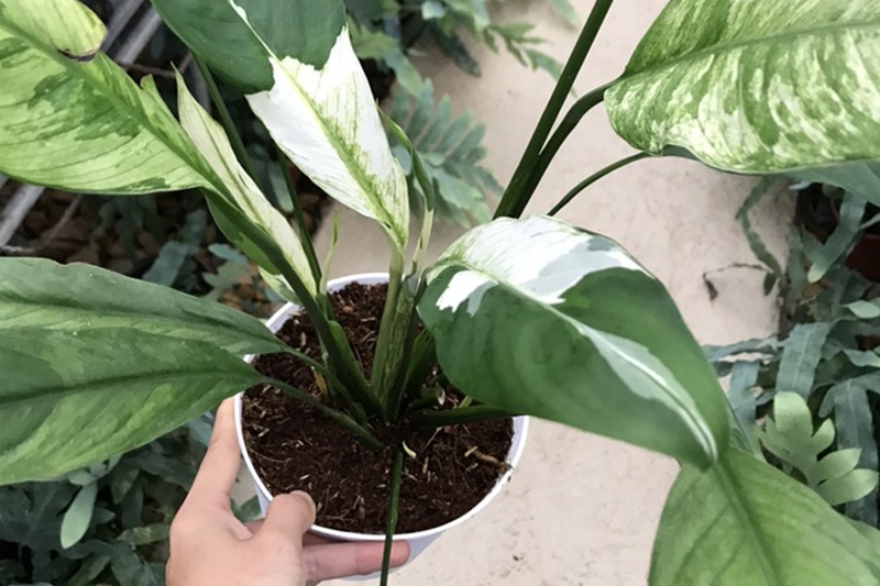 Chậu Lan ý var cẩm thạch