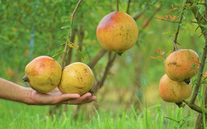 Lựu Peru trái to được trồng tại nhà vườn ở An Giang