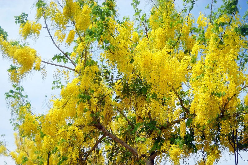 Muồng hoàng yến hay còn gọi là Osaka hoa vàng