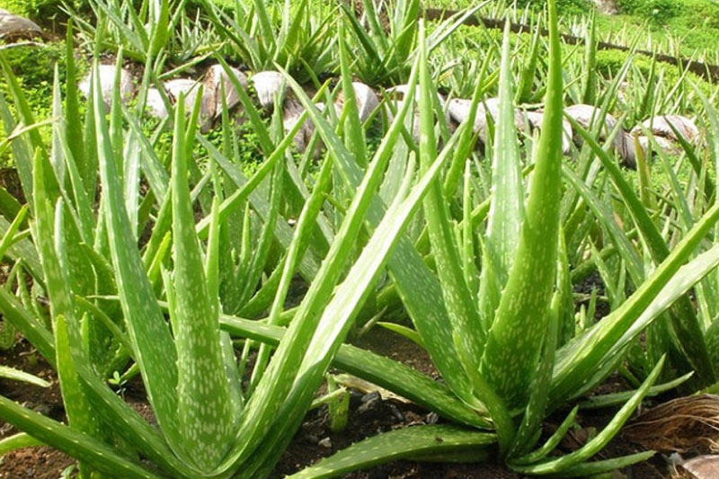 Cây Lô hội hay còn gọi là cây nha đam Aloe vera