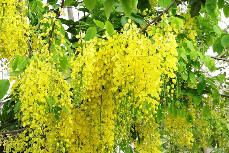 Muồng hoàng yến hoa vàng