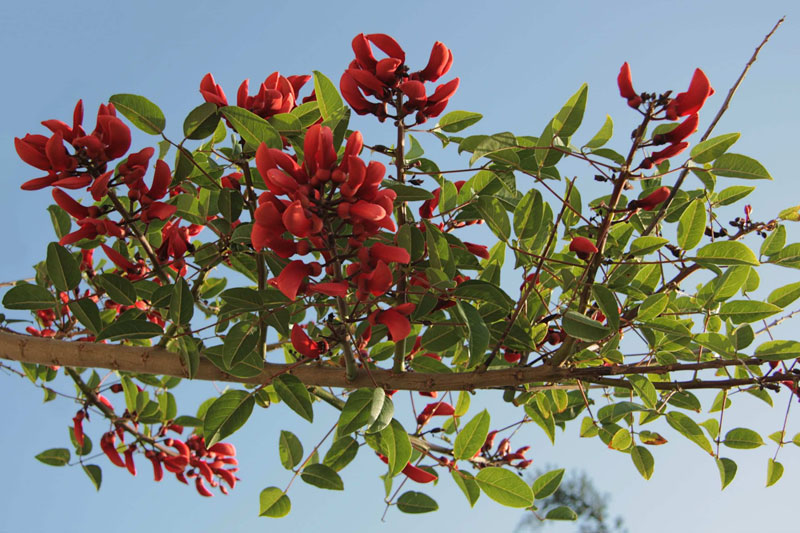 Cây Osaka hoa đỏ