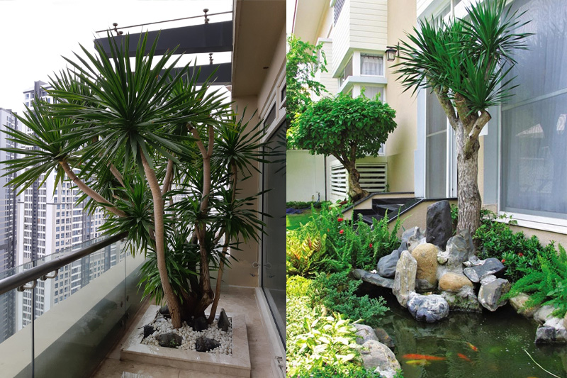 Thần tài núi có sức sống rất bền bỉ