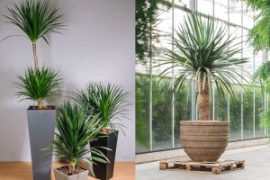 Cây Phát tài núi - Thần tài núi - Đại phát tài