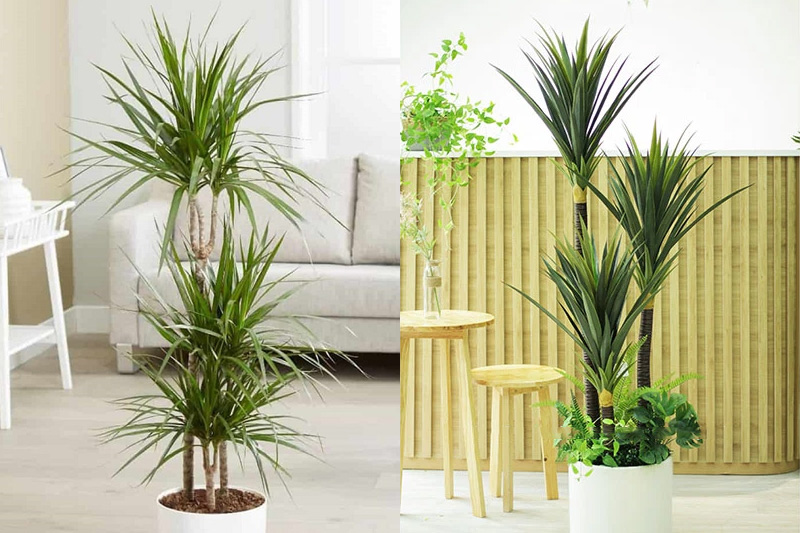 Cây đại phát tài đặc biệt phù hợp với những người tuổi Thân