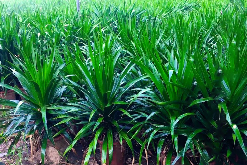 Cây giống đại phát tài khỏe mạnh tại vườn ươm