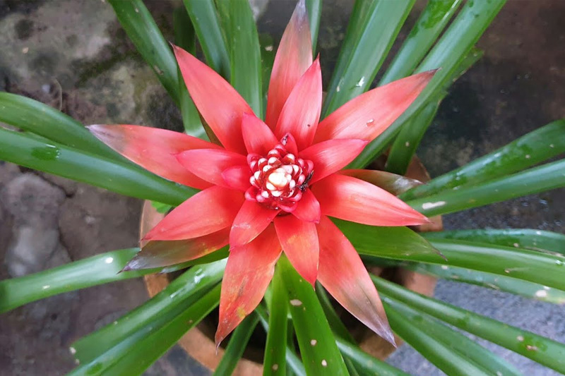 Dứa cảnh nến được xem là biểu tượng của sức sống mãnh liệt