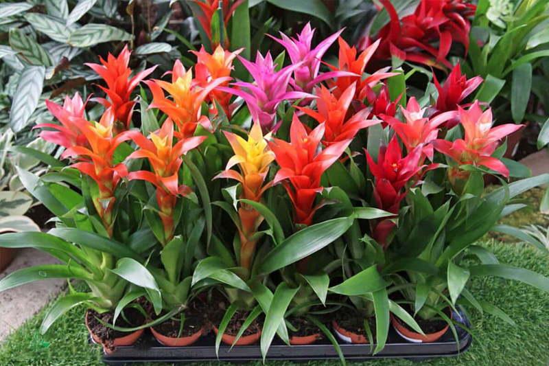 Cây Dứa cảnh nến có 4 màu