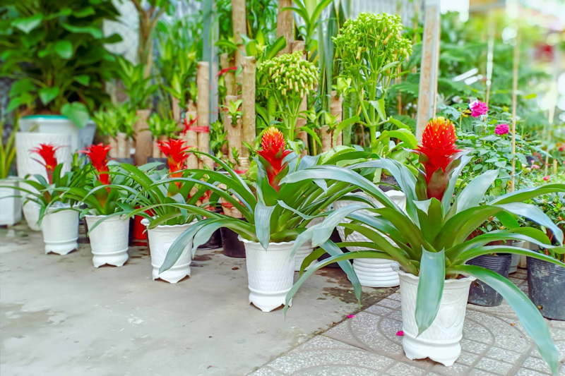 Cây phong lộc hoa là cây không ưa ánh sáng mạnh