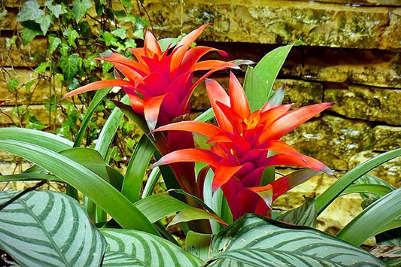 Dứa cảnh nến thường được trồng nhiều để làm đẹp sân vườn