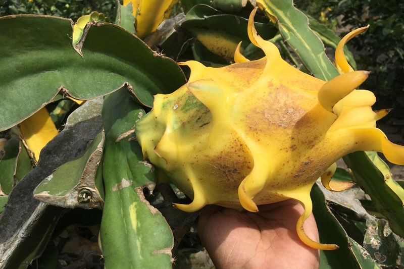 Thanh long đột biến quả vàng