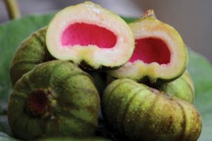 Cách phân biệt Quả Vả và quả Sung