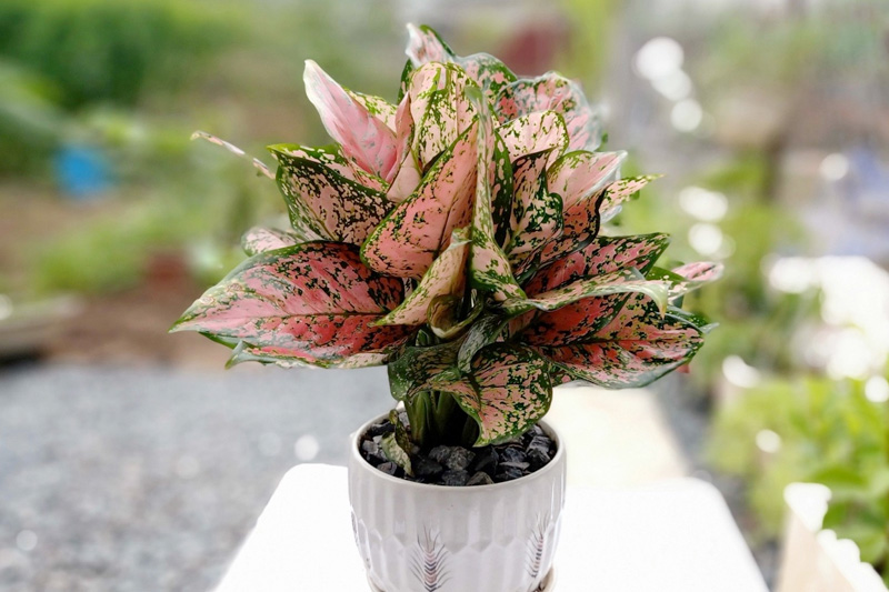 Cây Vạn lộc dễ gây nhầm lẫn với tên gọi Bạch mã hoàng tử đỏ