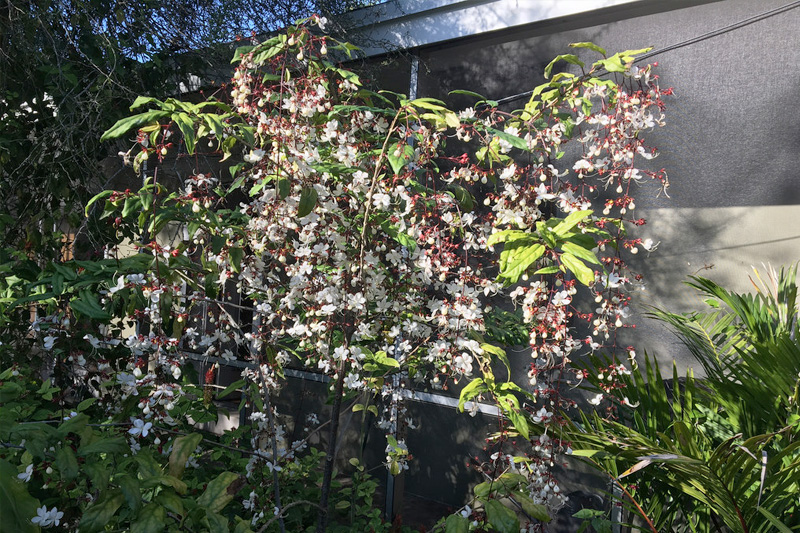 Cách chăm sóc Dạ ngọc minh châu luôn phát triển tốt 