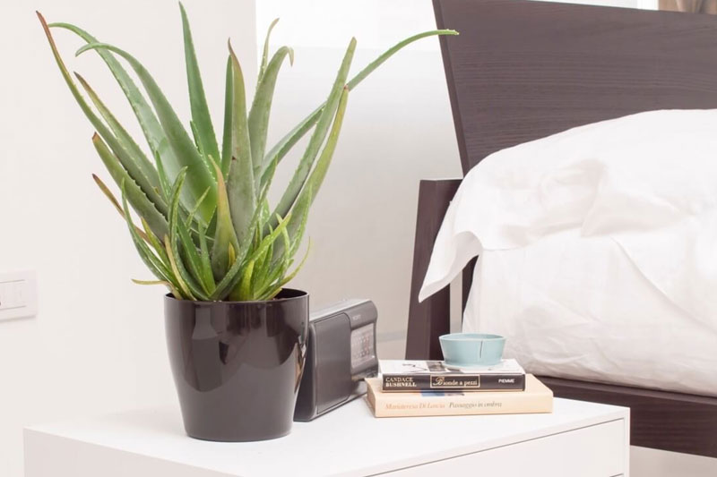 Chậu lô hội mini để trong phòng ngủ