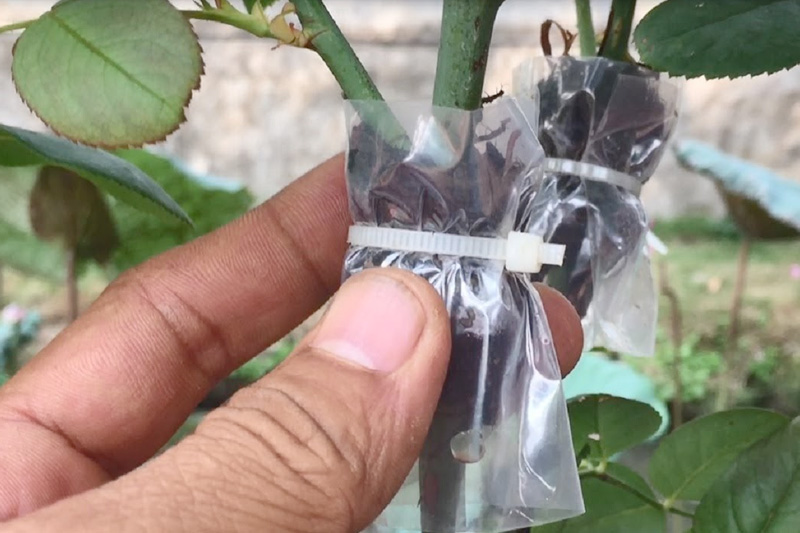 chiet-nhan-giong-hong-co-hai-phong