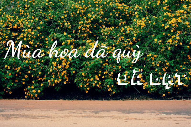 Đà Lạt địa điểm nổi tiếng để chụp ảnh hoa dã quỳ