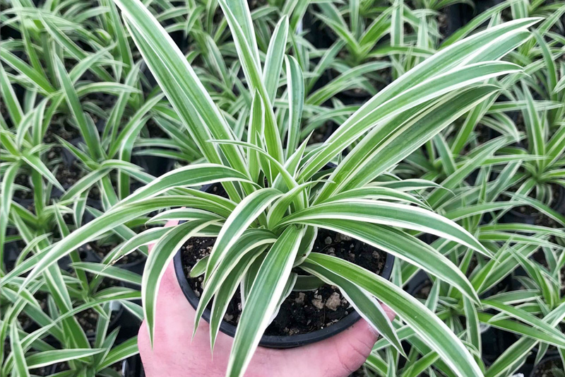 Giống Lan chi lá dài, trung bình 30 - 40cm