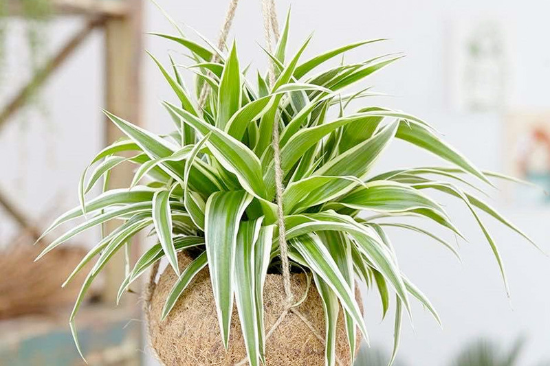 Cỏ Lan chi lá ngắn