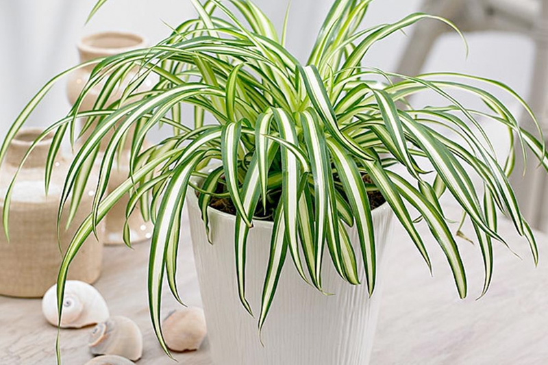 Cỏ Lan chi lá sọc dài