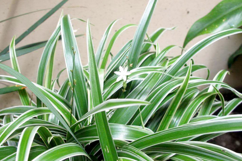 Cây Lan chi lá xanh dùng để trồng viền 