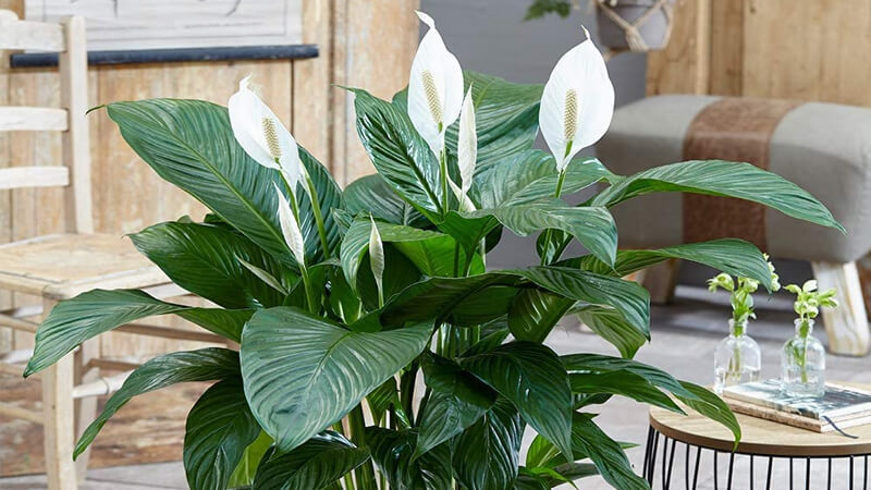 Lan ý có khả năng lọc không khí, loại bỏ chất độc hại