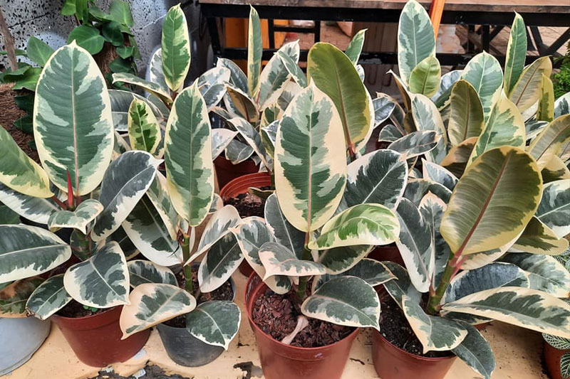 Đa búp đỏ lá cẩm thạch (Ficus Elastica Tineke)